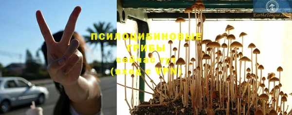 прущие грибы Белоозёрский